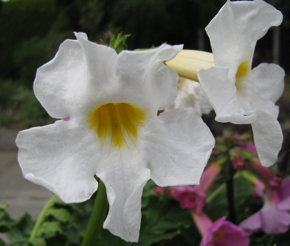 Incarvillea delavayi 'Snowtop'